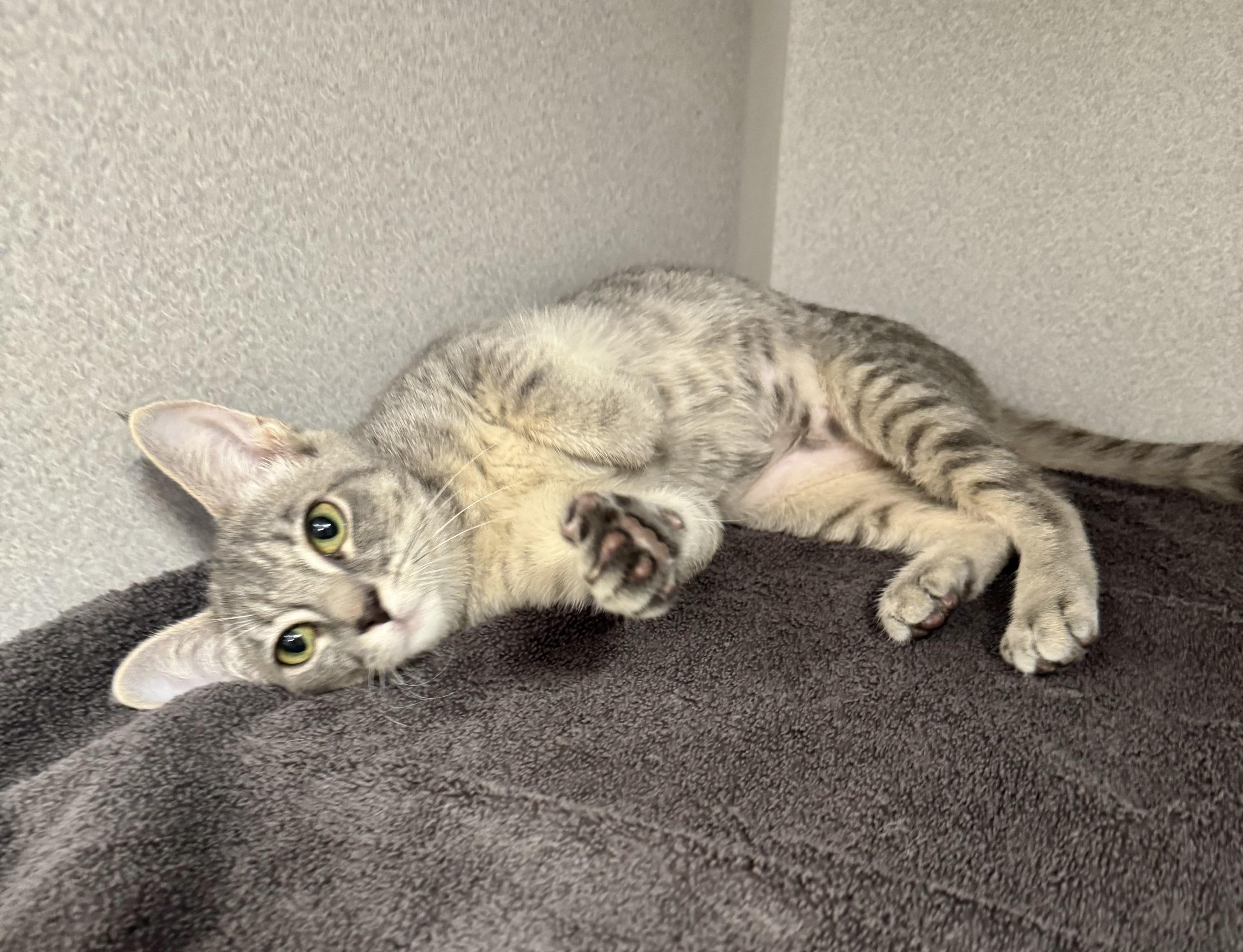 Enlarge -Sunny, a ADOPTABLE mixed breed in Red Bluff, CA image 6/6