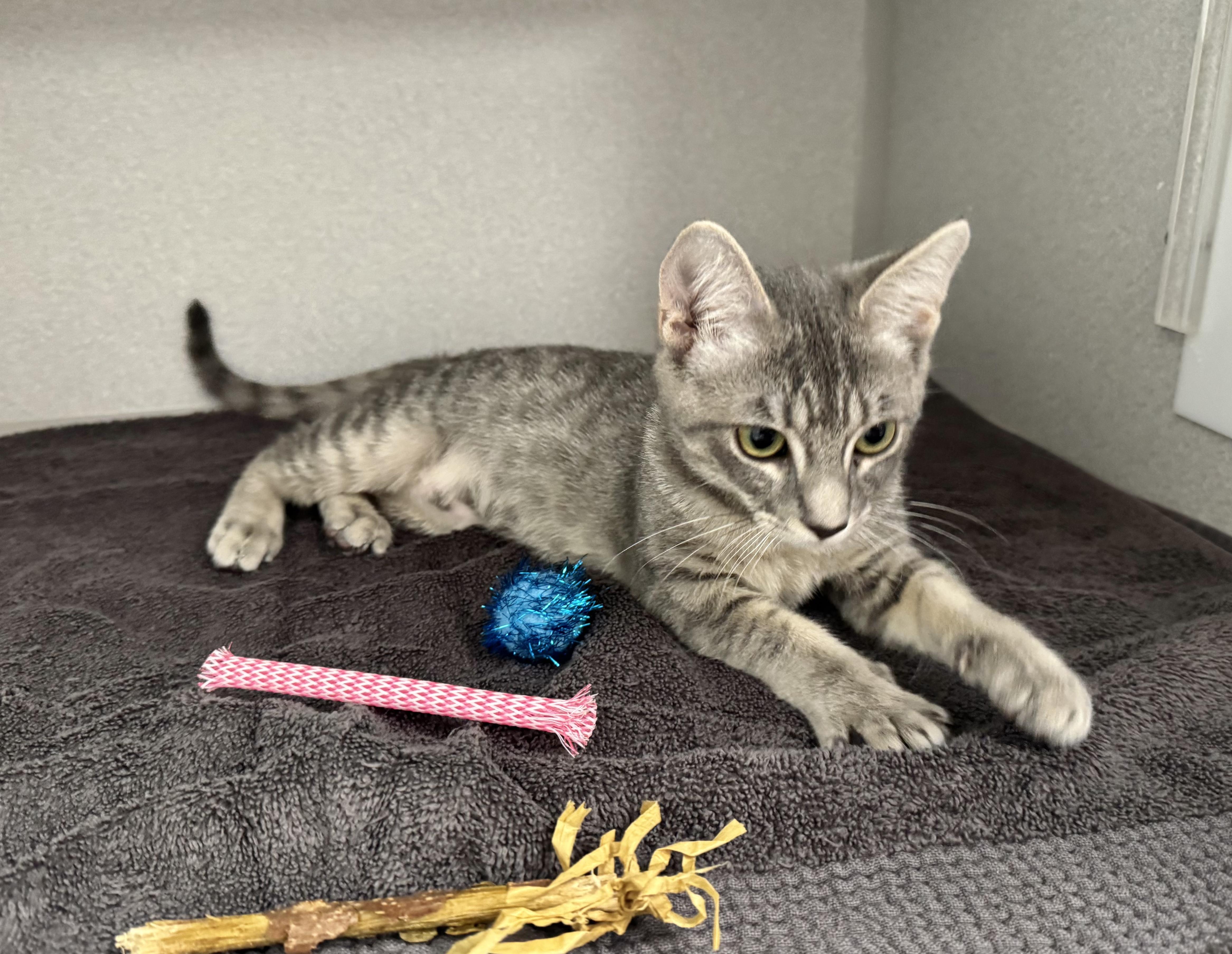 Enlarge -Sunny, a ADOPTABLE mixed breed in Red Bluff, CA image 4/6