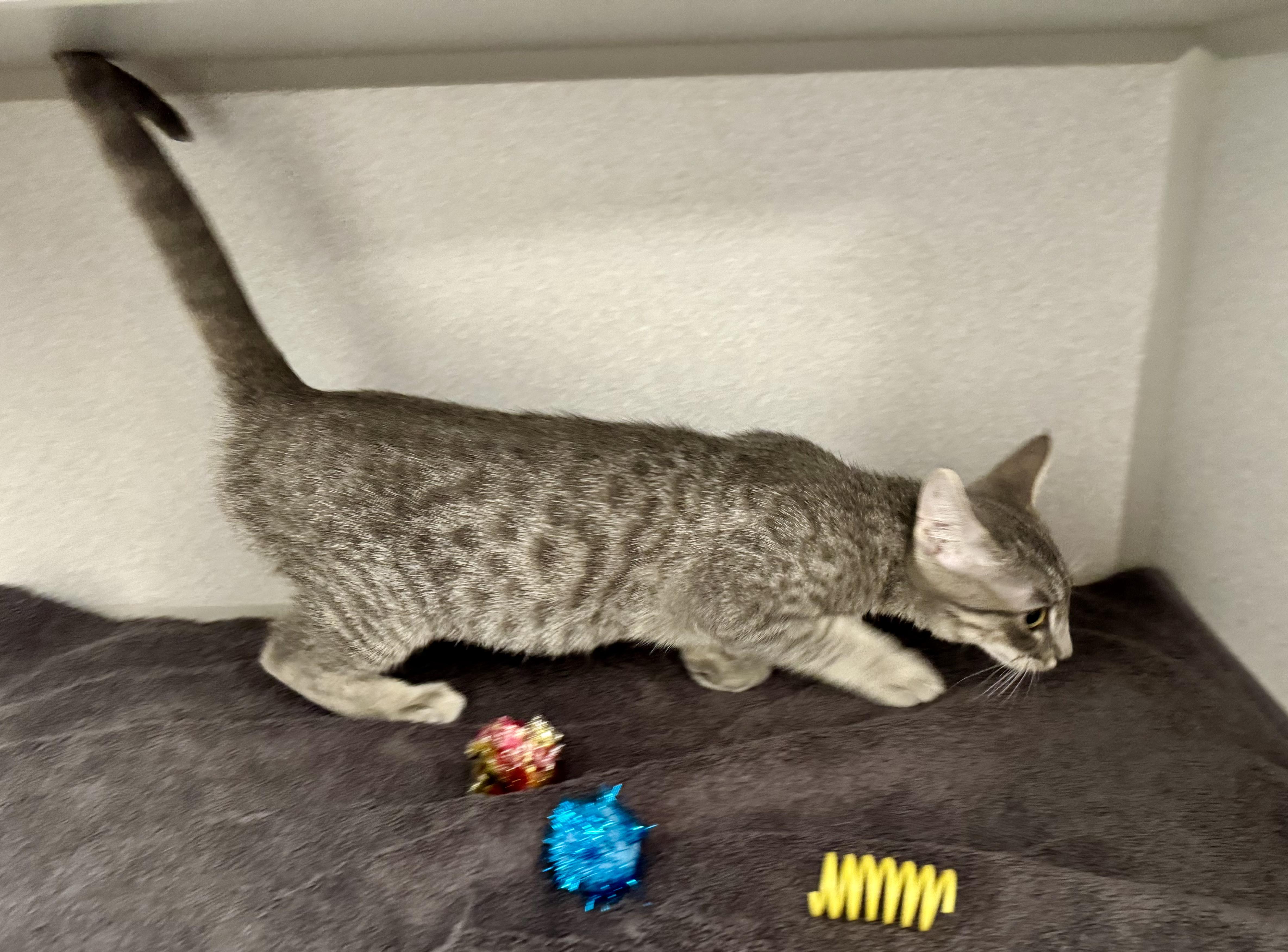 Enlarge -Sunny, a ADOPTABLE mixed breed in Red Bluff, CA image 5/6