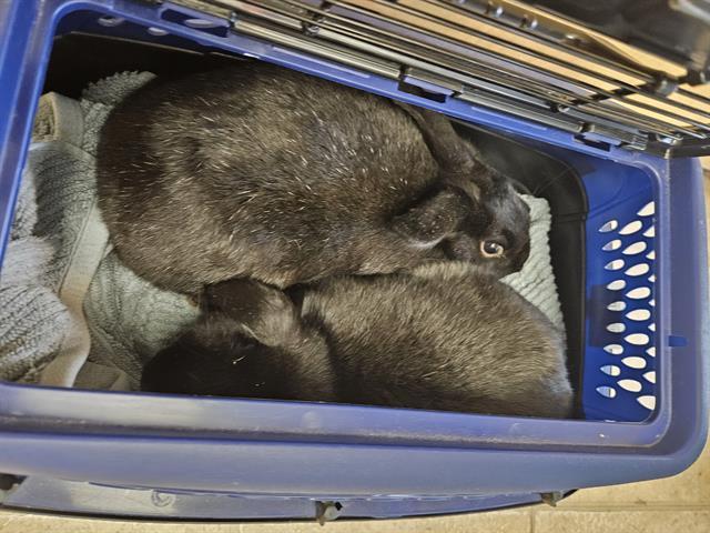 HALSEY, Adoptable, Adult Female Bunny Rabbit.