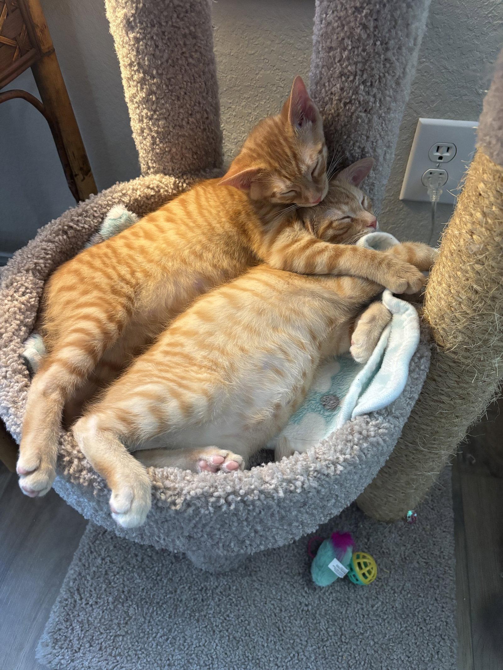 Rosco, Adopted, Kitten Male Tabby.