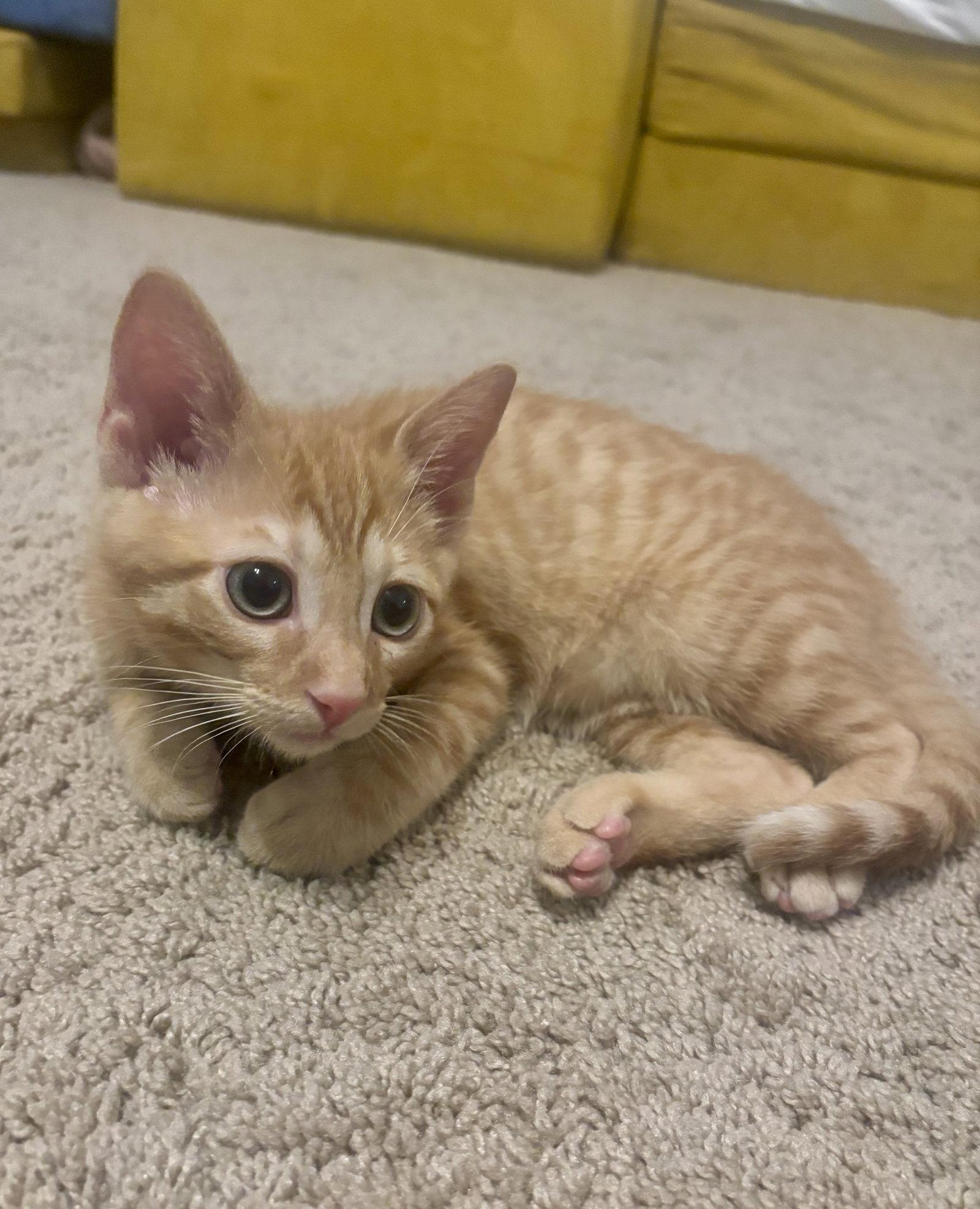 Enlarge Rosco, a Adopted Tabby in Plano, TX image 2/3