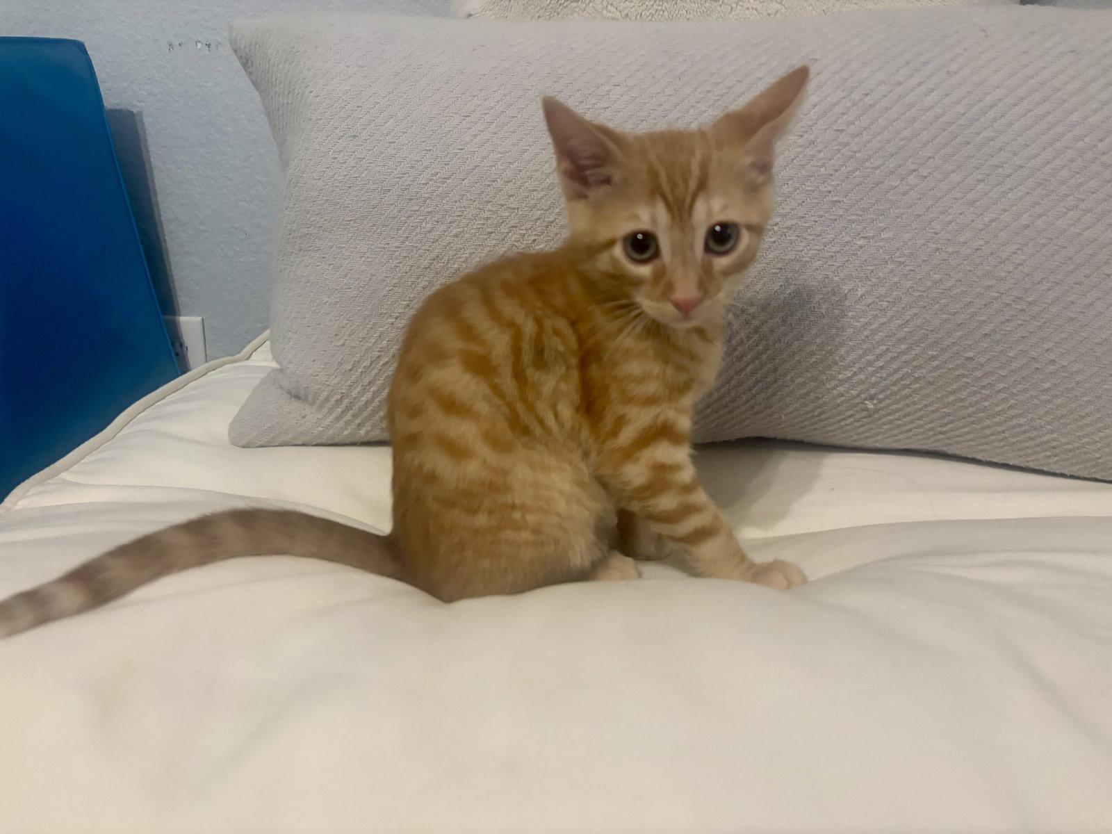 Enlarge Rosco, a Adopted Tabby in Plano, TX image 3/3