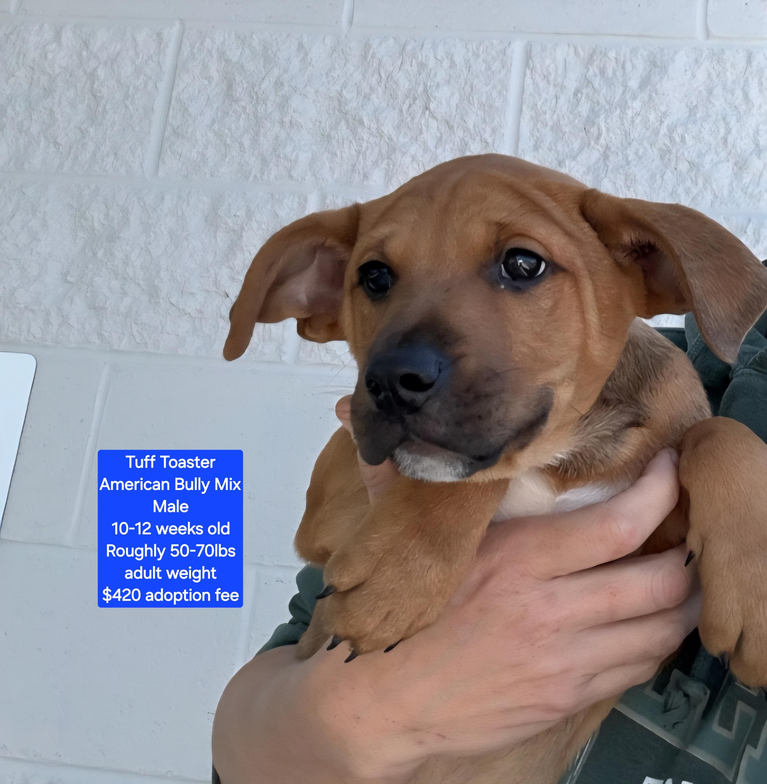 Enlarge Tuff Toaster, a Adoptable mixed breed in Oviedo, FL image 1/1