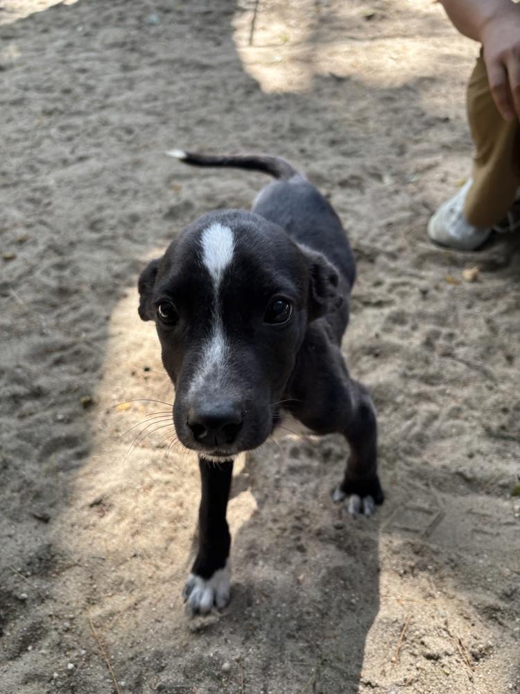 AAD New Arrival! Oreo Crunch - 26178, Adoptable, Puppy Male Pit Bull Terrier.