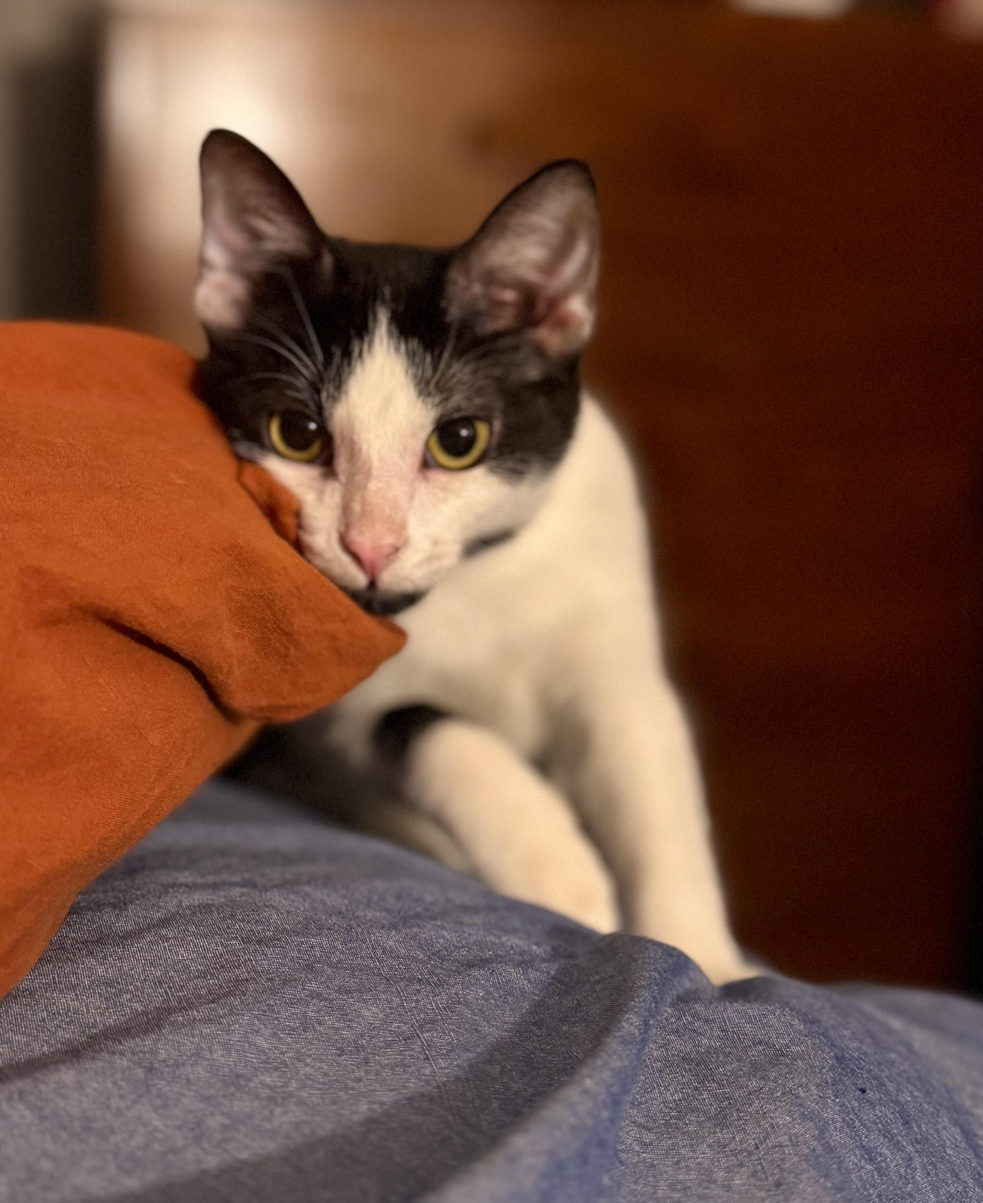 Enlarge Pebbles, a Adoptable Domestic Short Hair in Madison, WI image 5/5