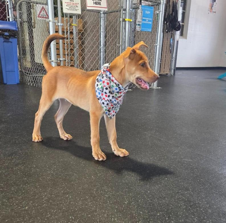 Enlarge JOE, a Adoptable mixed breed in Lincoln, NE image 5/6