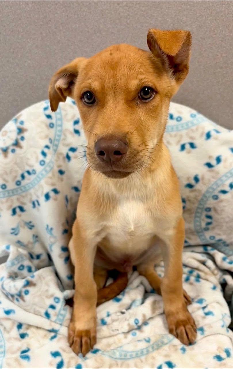 Enlarge JOE, a Adoptable mixed breed in Lincoln, NE image 2/6