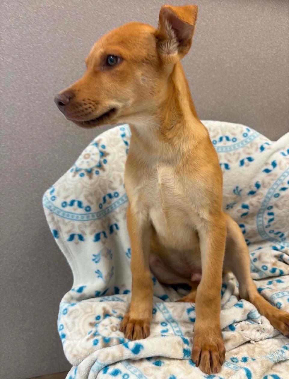 Enlarge JOE, a Adoptable mixed breed in Lincoln, NE image 6/6