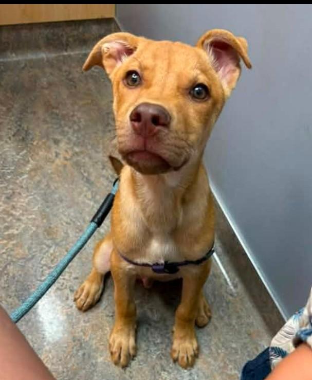 JOE, Adoptable, Puppy Male Vizsla & Retriever.