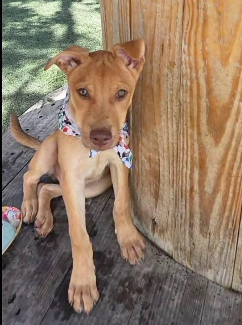 Enlarge JOE, a Adoptable mixed breed in Lincoln, NE image 4/6