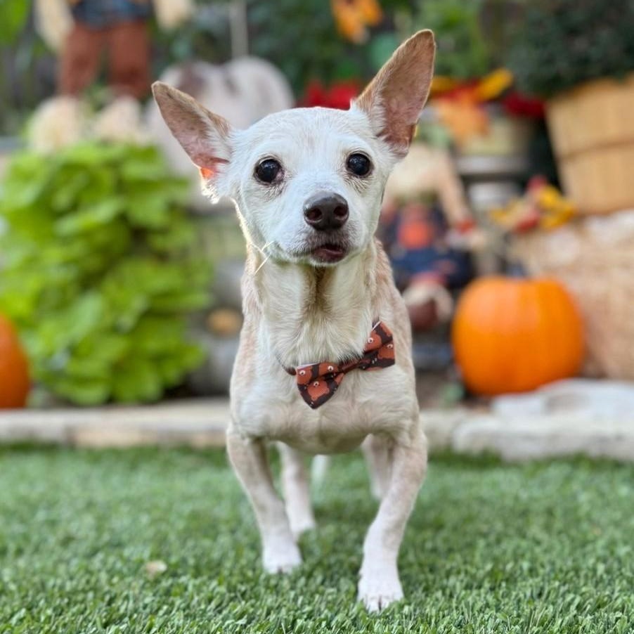Enlarge Geezer, a ADOPTABLE mixed breed in Southport, CT image 1/6