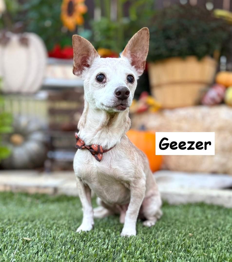 Enlarge Geezer, a ADOPTABLE mixed breed in Southport, CT image 4/6