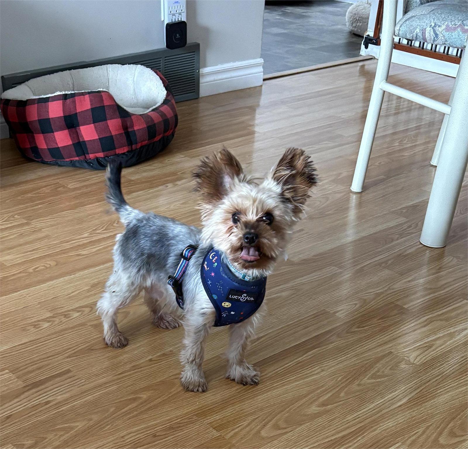 Lily- the Yorkie, Adopted, Young Female Yorkshire Terrier.