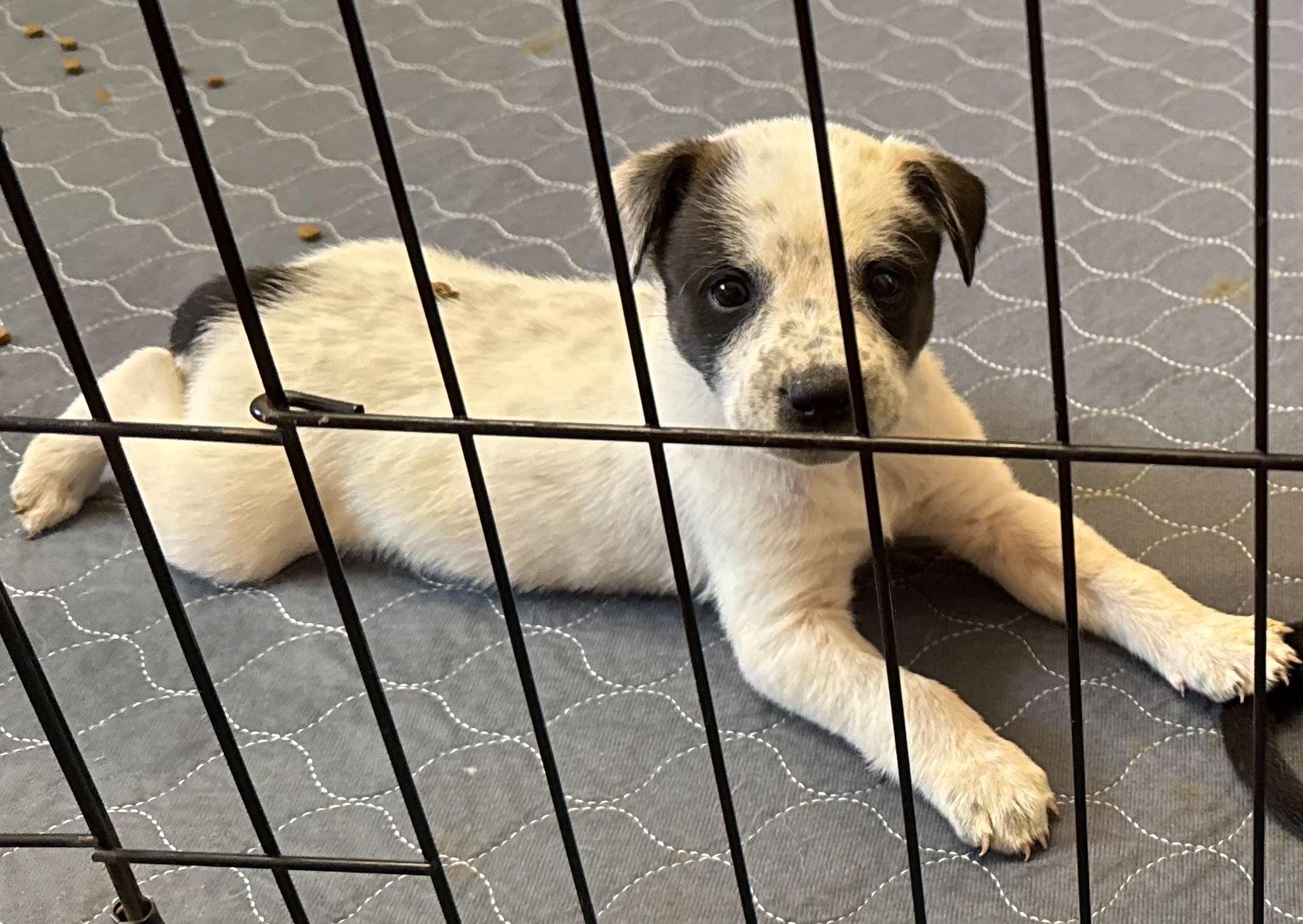 Gina, Adoptable, Puppy Female Australian Shepherd & Australian Cattle Dog / Blue Heeler.