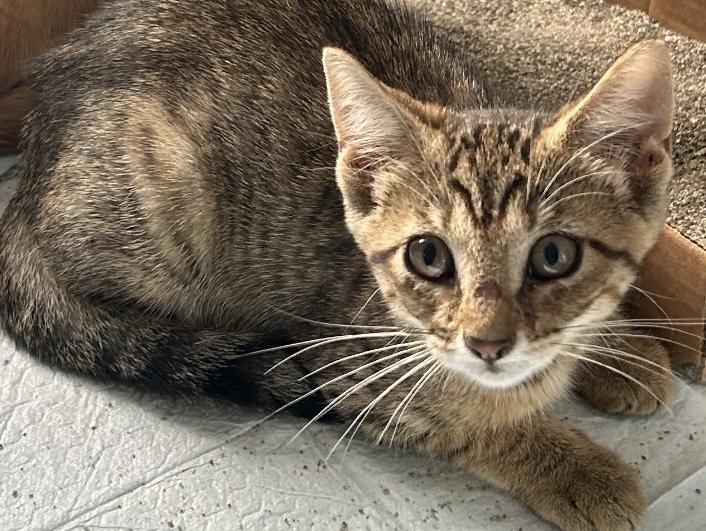 Muffin, Adoptable, Kitten Female Domestic Short Hair.