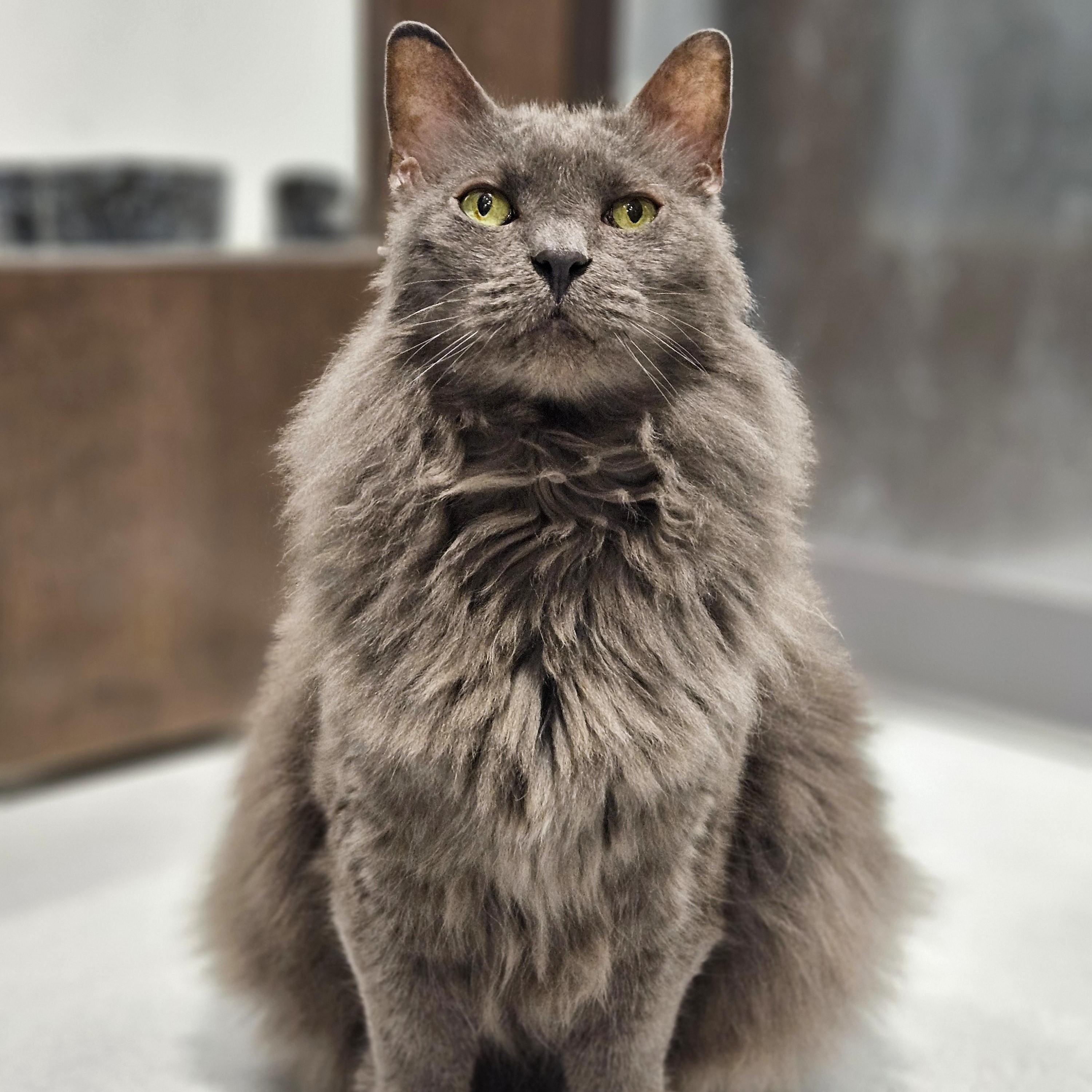 Enlarge Grayson, a ADOPTABLE Domestic Long Hair in Endicott, NY image 3/4