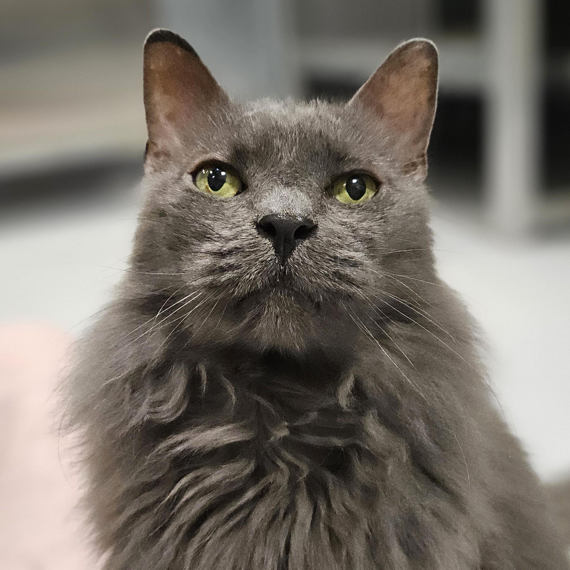 Enlarge Grayson, a ADOPTABLE Domestic Long Hair in Endicott, NY image 1/4