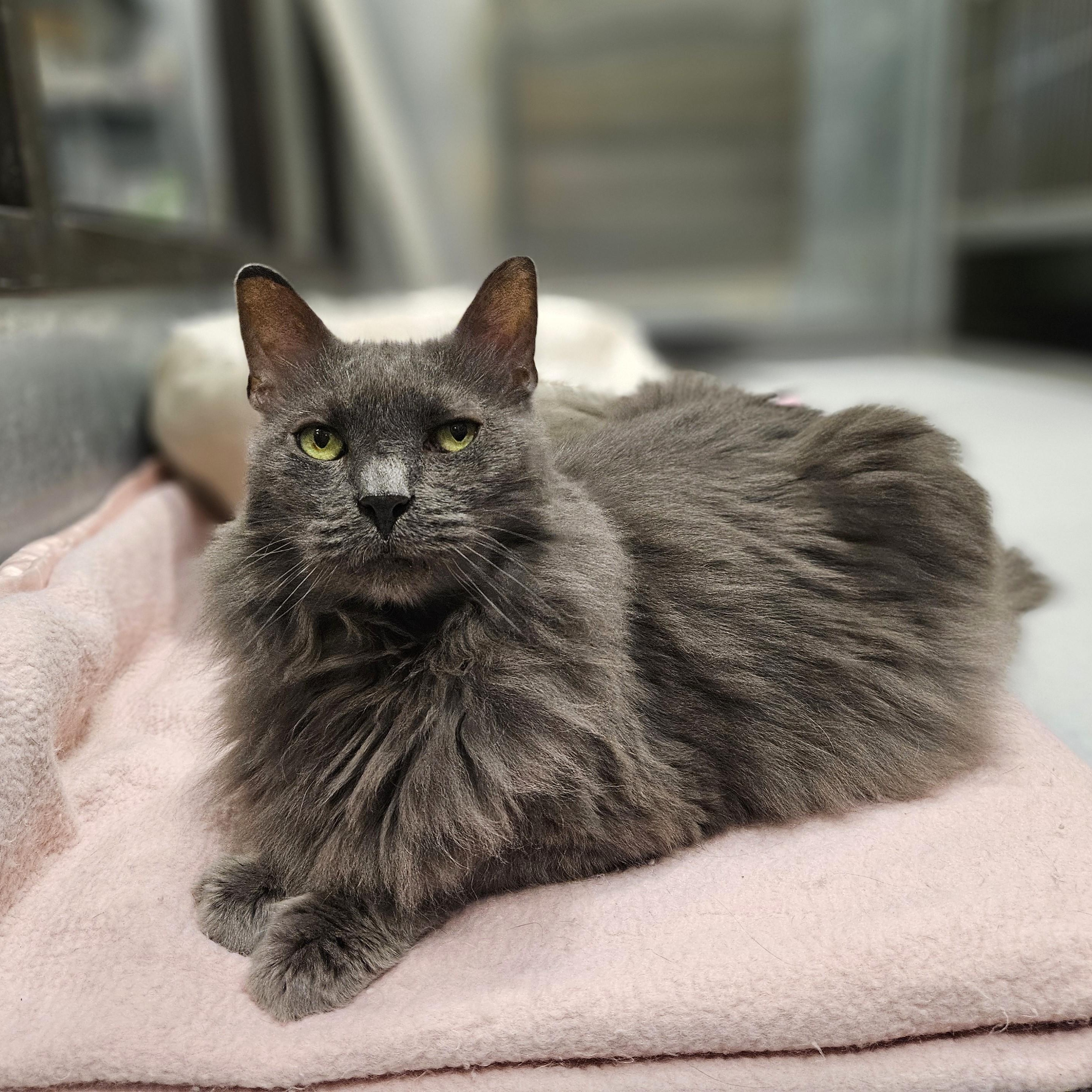 Enlarge Grayson, a ADOPTABLE Domestic Long Hair in Endicott, NY image 2/4
