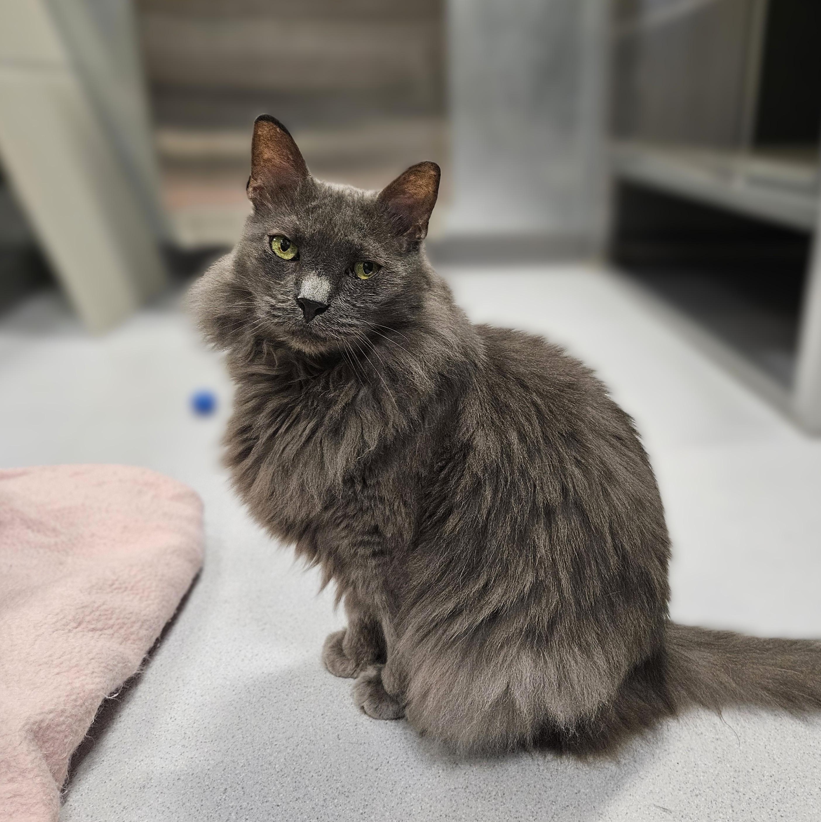 Enlarge Grayson, a ADOPTABLE Domestic Long Hair in Endicott, NY image 4/4