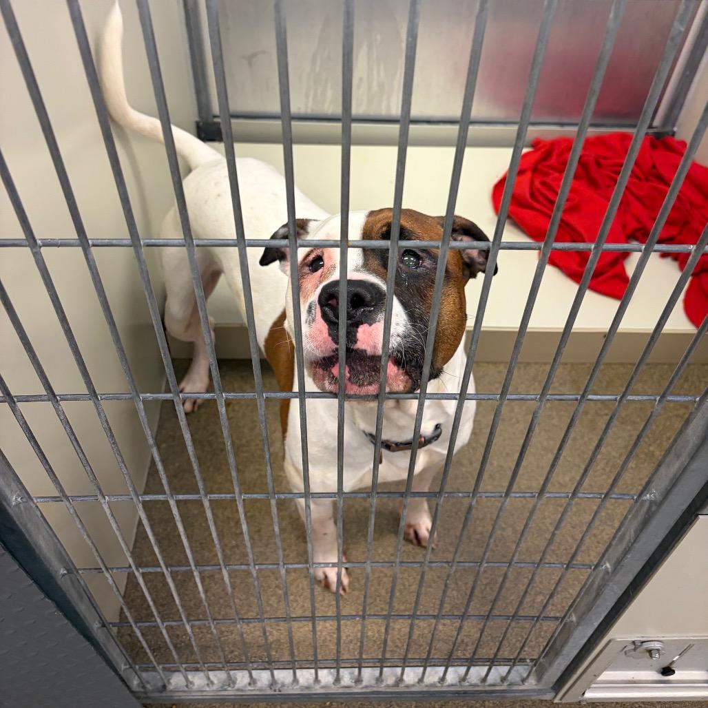 Enlarge Scooby, a Adoptable mixed breed in Council Bluffs, IA image 1/4