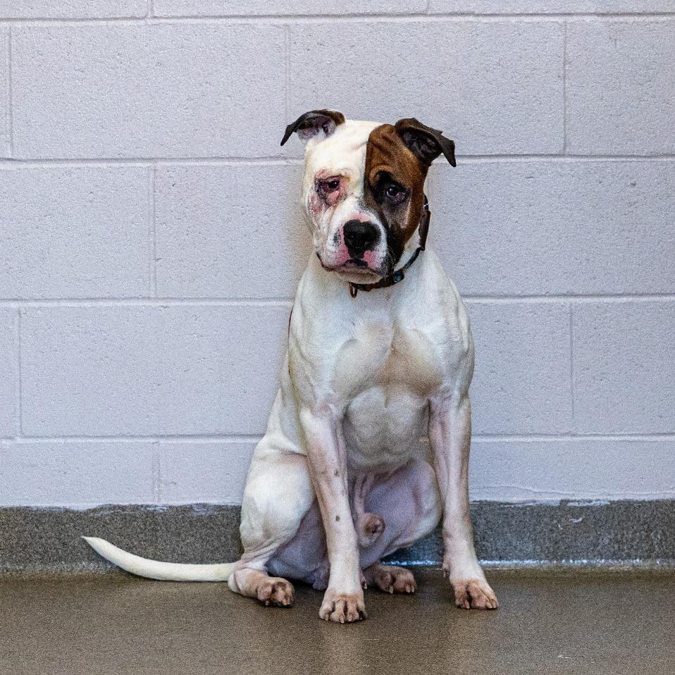 Enlarge Scooby, a Adoptable mixed breed in Council Bluffs, IA image 2/4