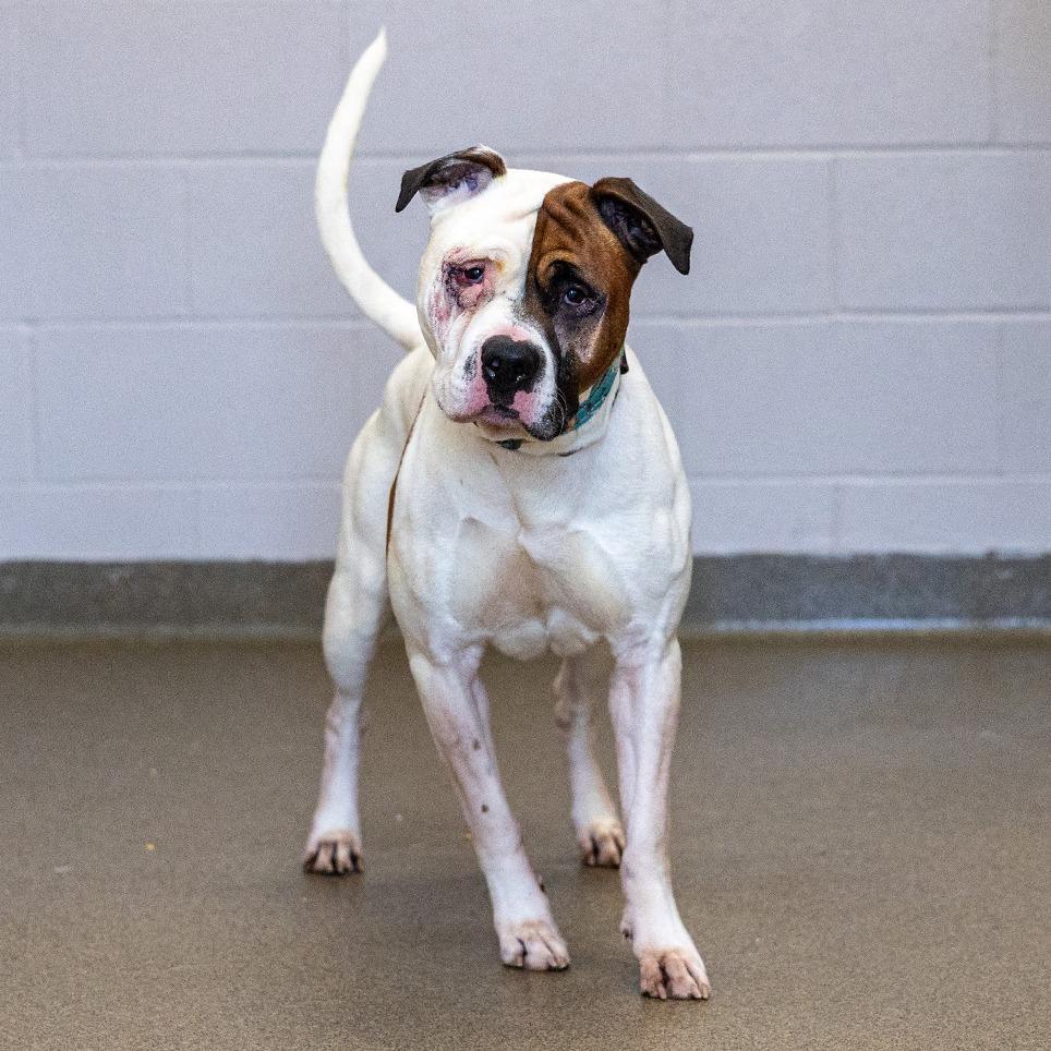 Enlarge Scooby, a Adoptable mixed breed in Council Bluffs, IA image 3/4