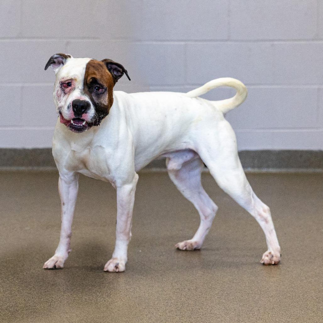 Enlarge Scooby, a Adoptable mixed breed in Council Bluffs, IA image 4/4