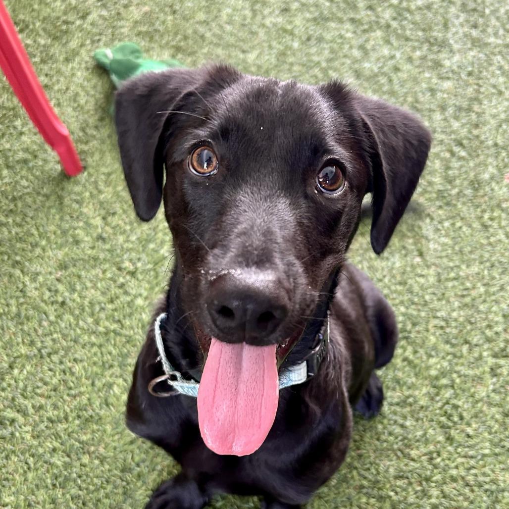 Joe Cool, Adoptable, Puppy Male Mixed Breed.