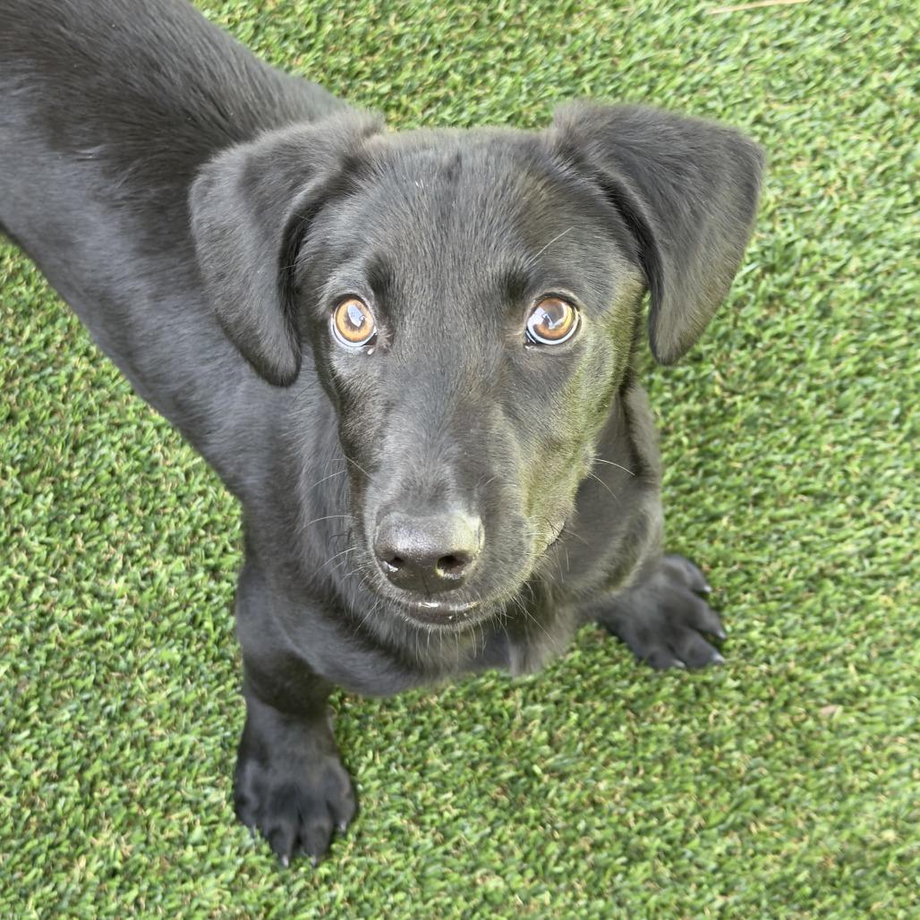 Joe Cool, Adoptable, Puppy Male Mixed Breed.