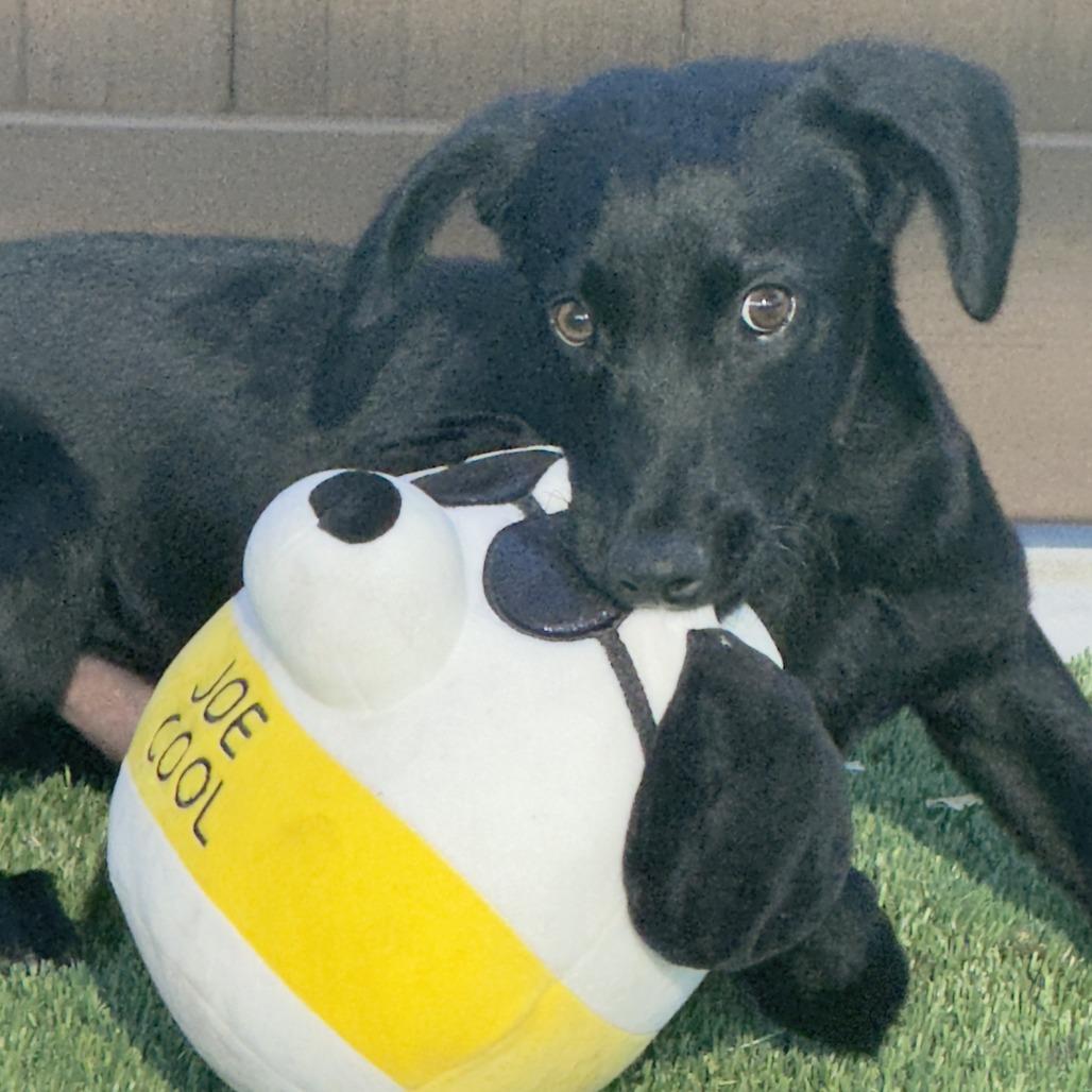 Enlarge Joe Cool, a Adoptable Mixed Breed in Bradenton, FL image 2/2