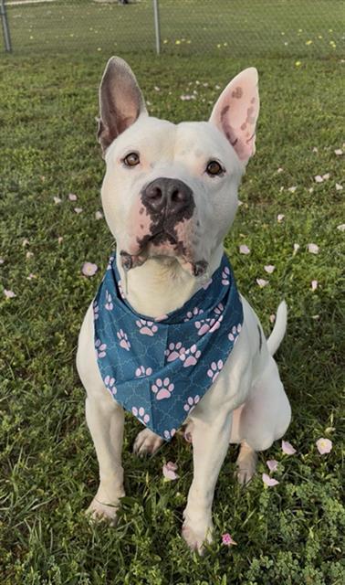 RAZZMATAZZ, Adoptable, Adult Male American Bulldog & Mixed Breed.