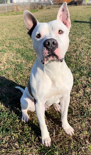 RAZZMATAZZ, Adoptable, Adult Male American Bulldog & Mixed Breed.