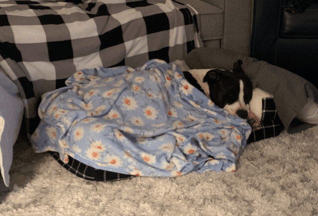 Fozzie — thumbnail 2