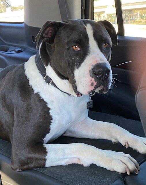 Fozzie — thumbnail 5