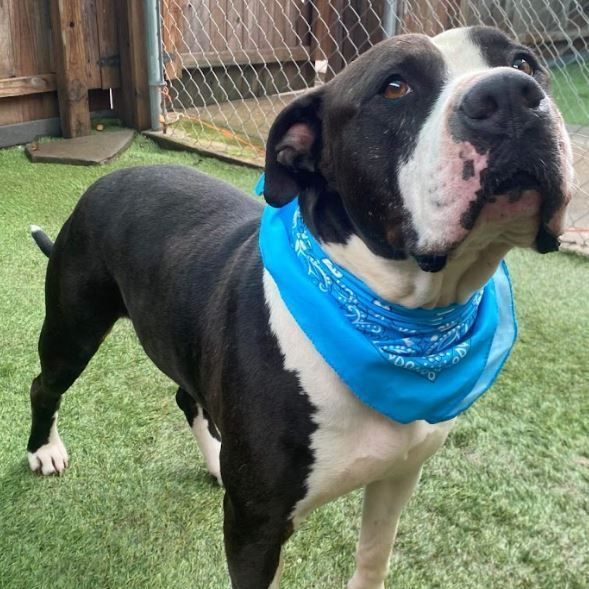 Fozzie — thumbnail 6