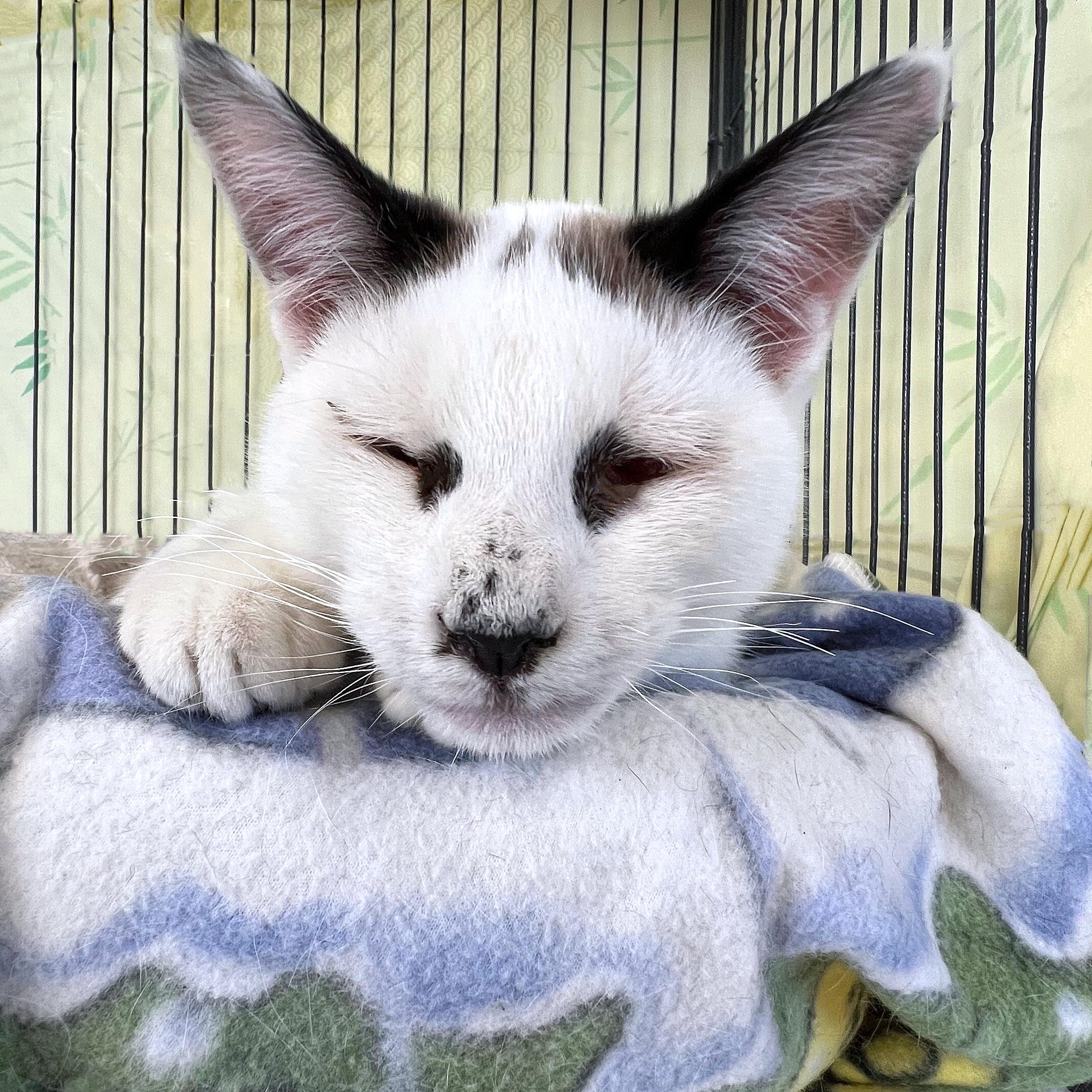 Fuji, a ADOPTABLE Domestic Short Hair in St. Louis, MO image 2/2