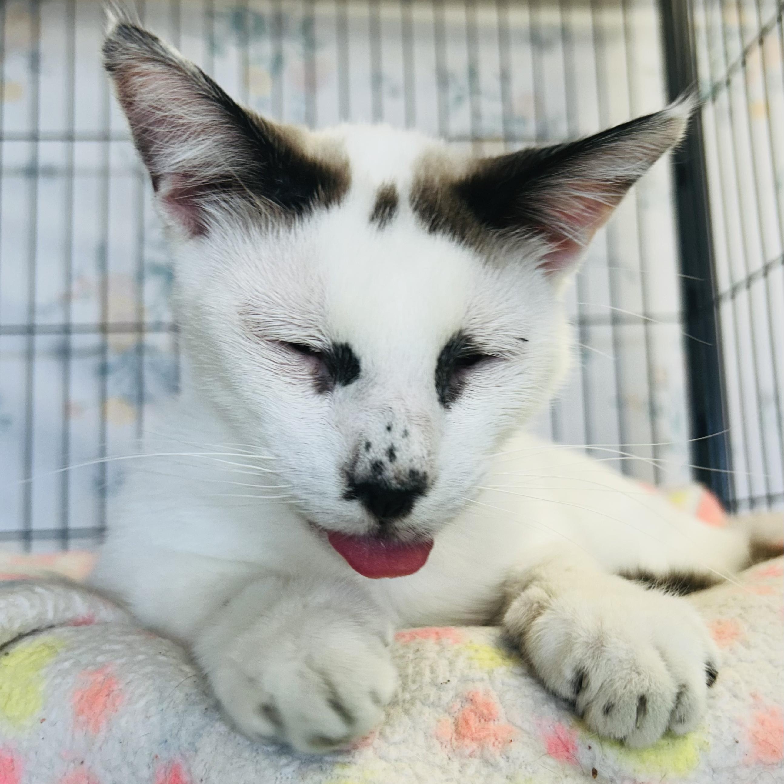 Fuji, a ADOPTABLE Domestic Short Hair in St. Louis, MO image 1/2