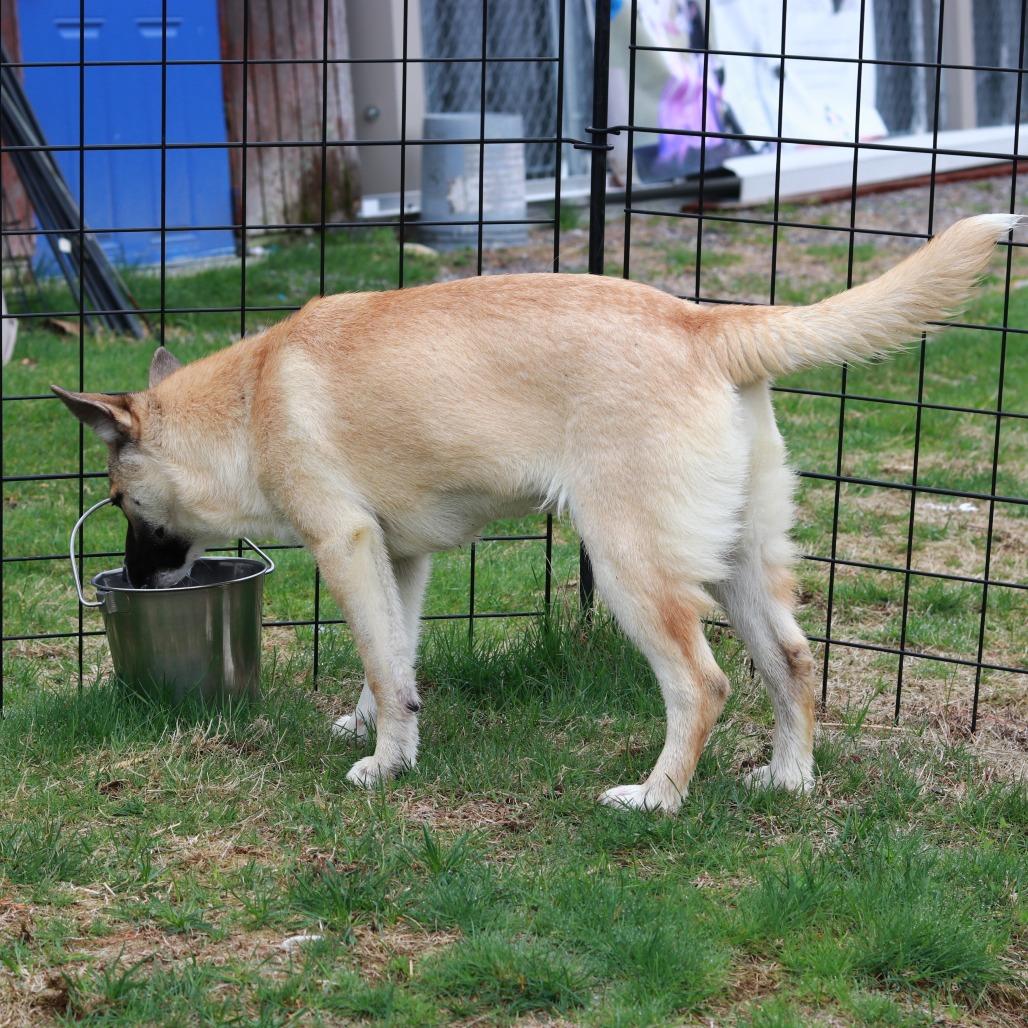 Enlarge CT Sulfira, a Adoptable mixed breed in Stormville, NY image 1/5