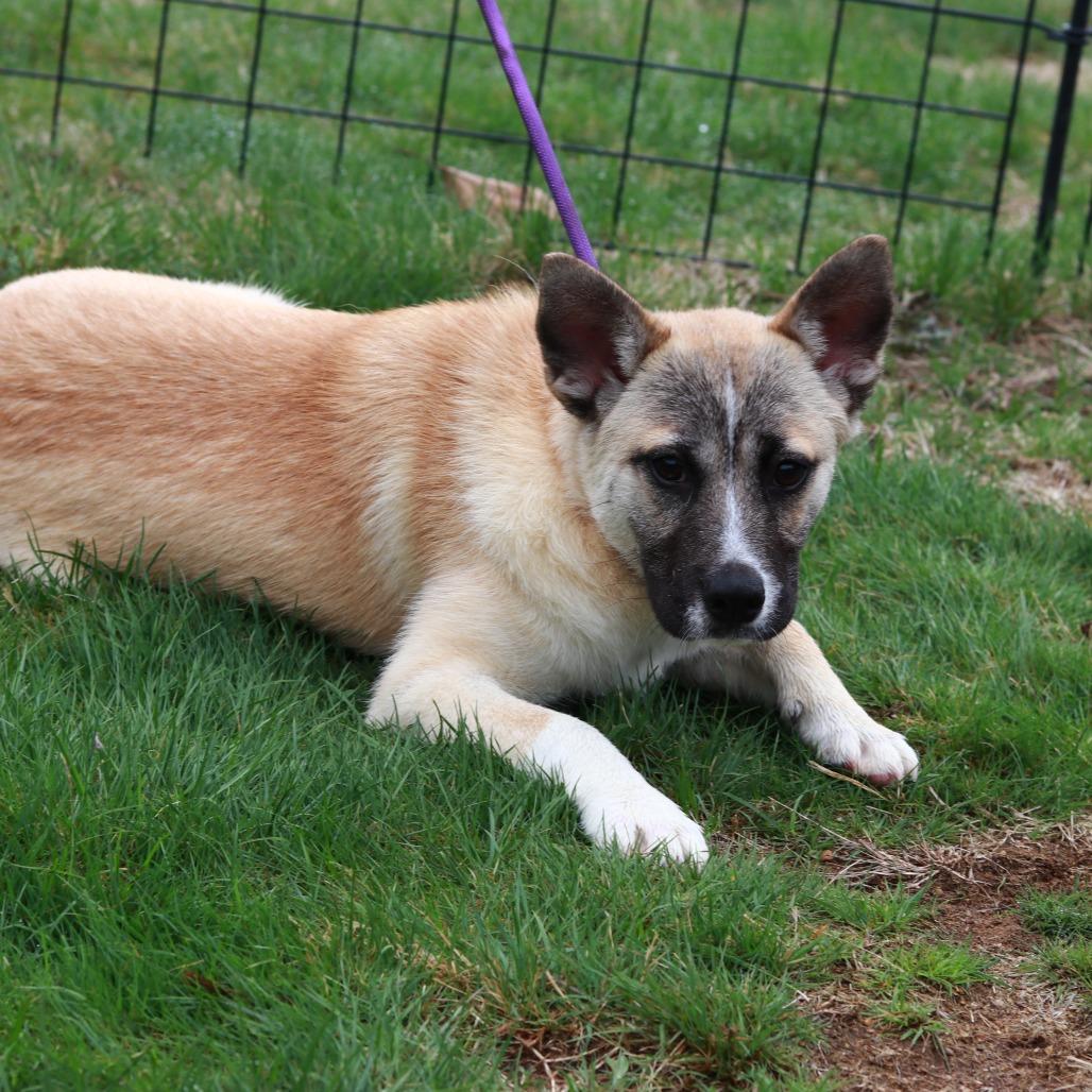 Enlarge CT Sulfira, a Adoptable mixed breed in Stormville, NY image 2/5