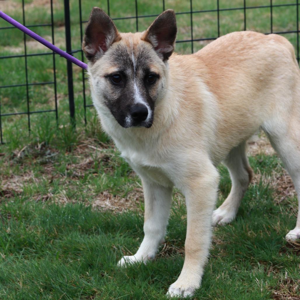 Enlarge CT Sulfira, a Adoptable mixed breed in Stormville, NY image 3/5