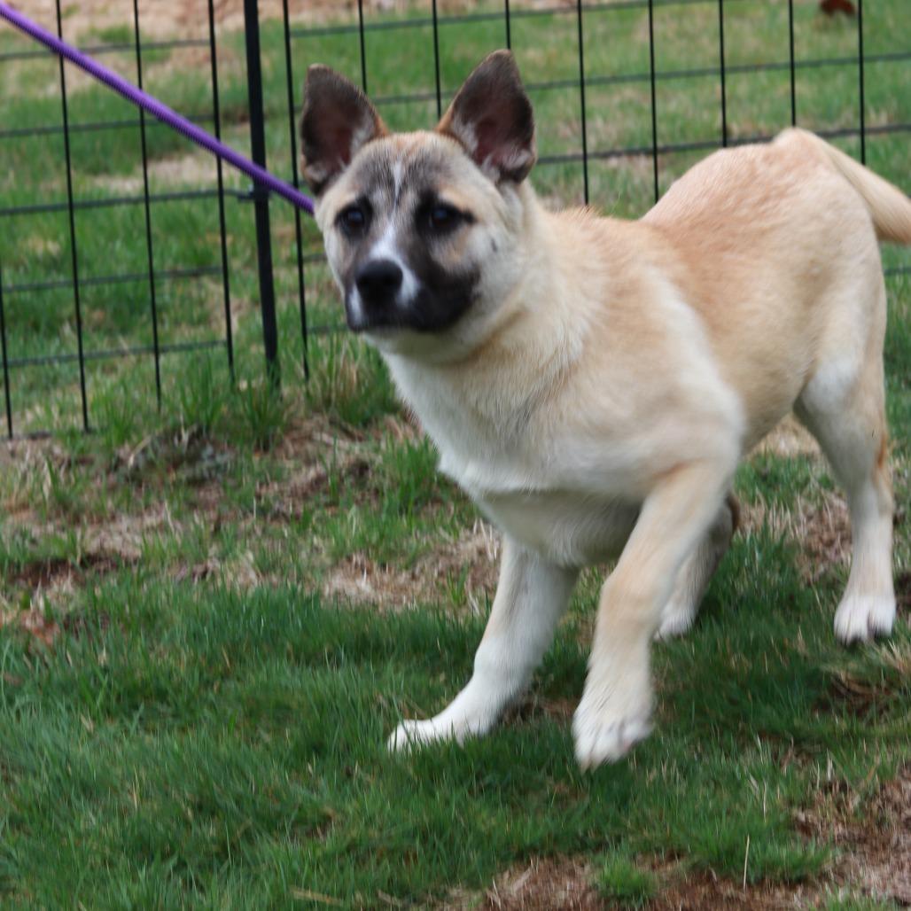 Enlarge CT Sulfira, a Adoptable mixed breed in Stormville, NY image 4/5