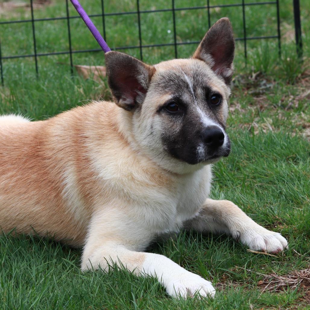 Enlarge CT Sulfira, a Adoptable mixed breed in Stormville, NY image 5/5
