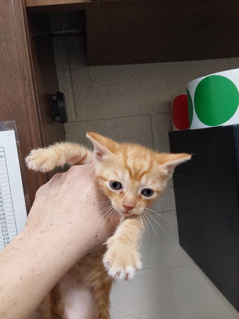 2025-08-081 *Donovan*, Adopted, Kitten Male Domestic Short Hair.