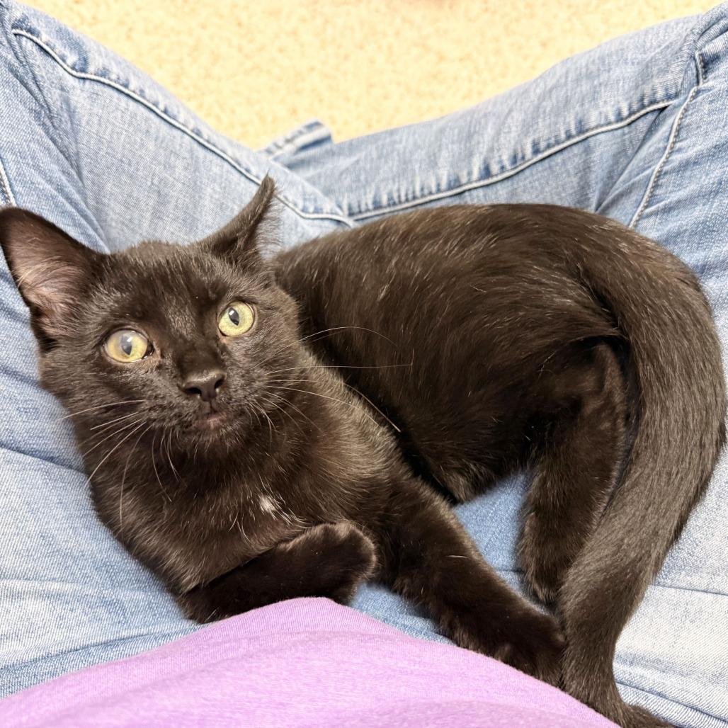 McCloud, Adoptable, Kitten Male Domestic Short Hair.