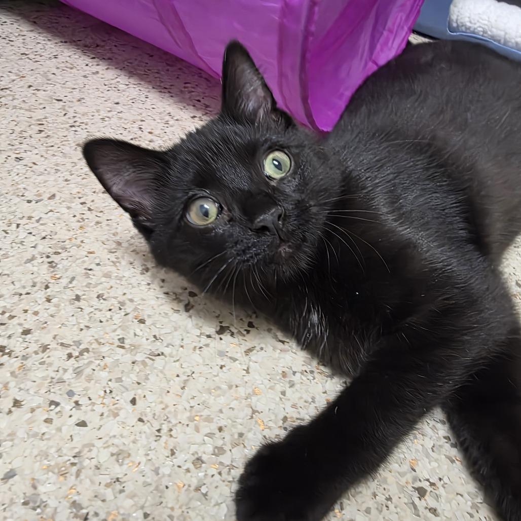Enlarge McCloud, a Adoptable Domestic Short Hair in Oshkosh, WI image 2/5