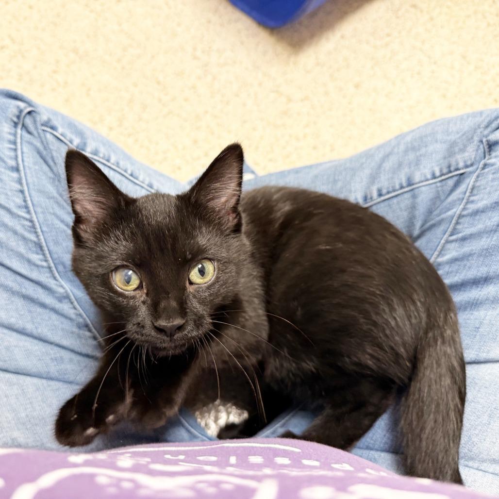 Enlarge McCloud, a Adoptable Domestic Short Hair in Oshkosh, WI image 3/5