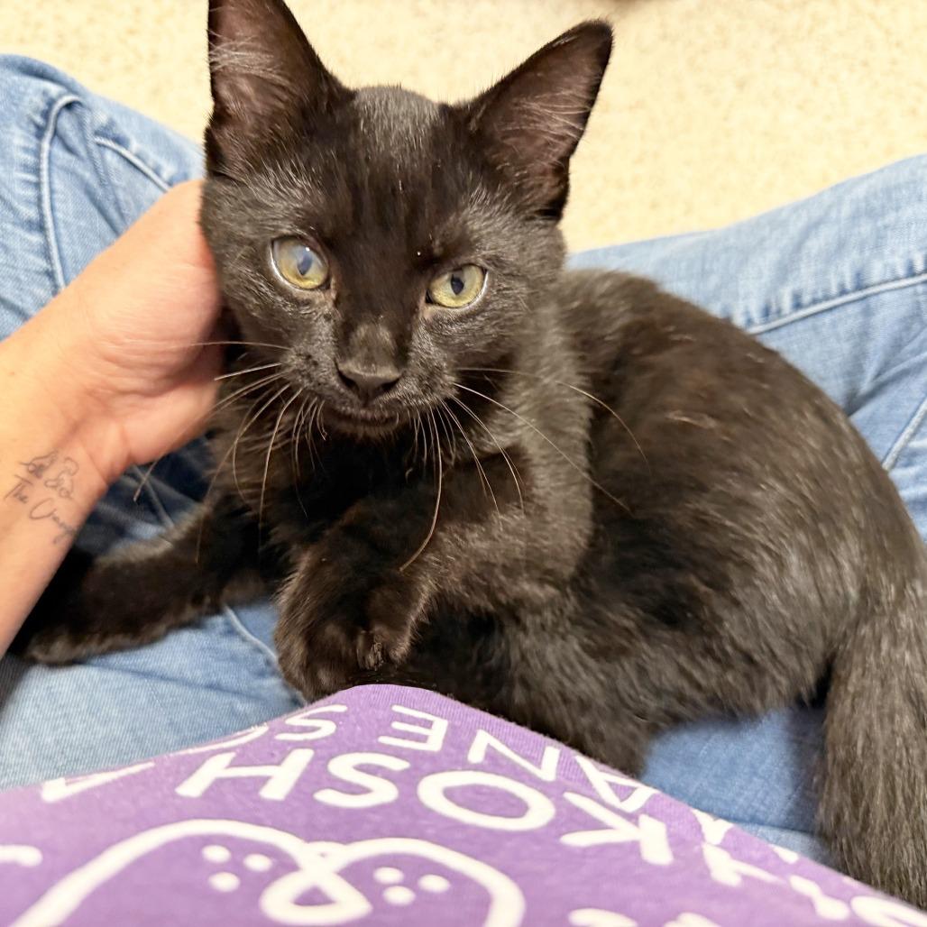Enlarge McCloud, a Adoptable Domestic Short Hair in Oshkosh, WI image 4/5