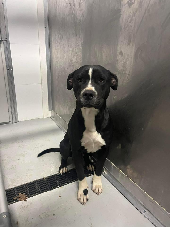 Chopper , a ADOPTABLE Terrier in Zanesville, OH image 1/3