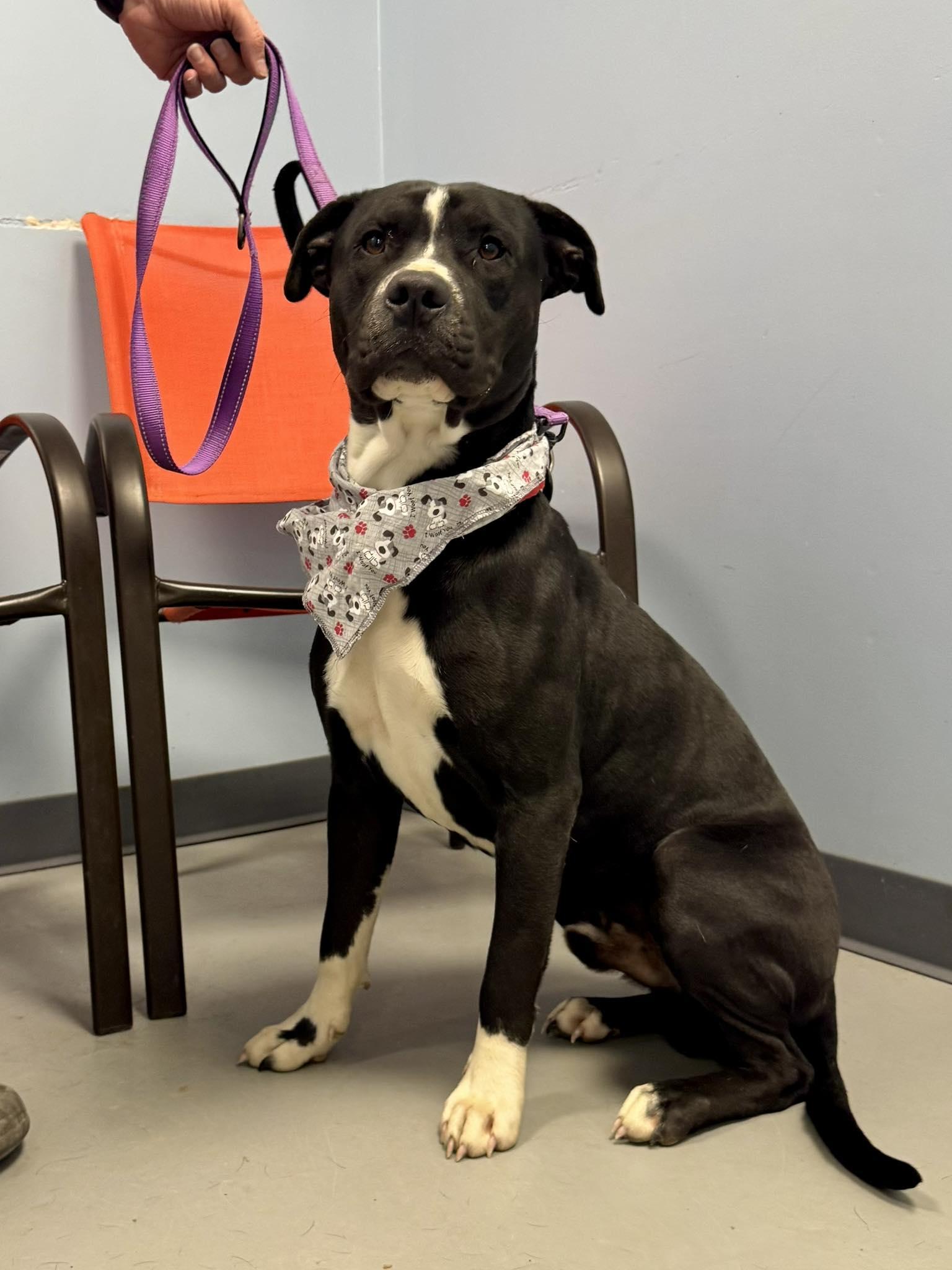 Chopper , a ADOPTABLE Terrier in Zanesville, OH image 2/3